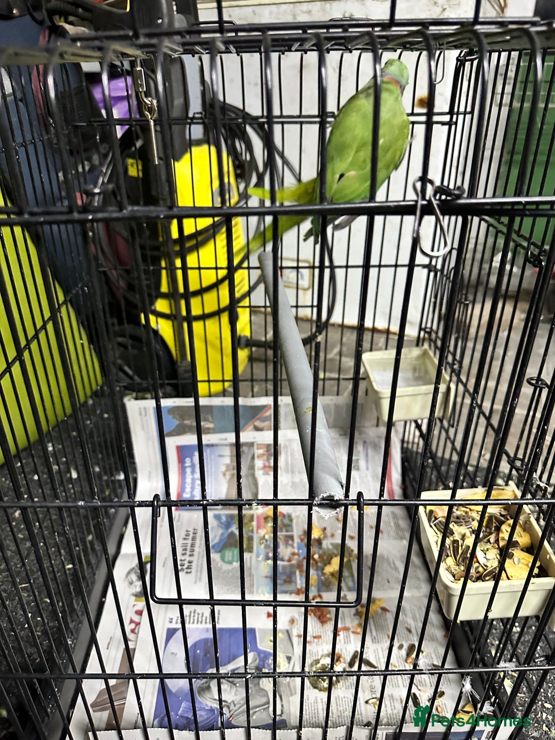 Parrots birds for sale: Parakeet parrot for sale - Image 2