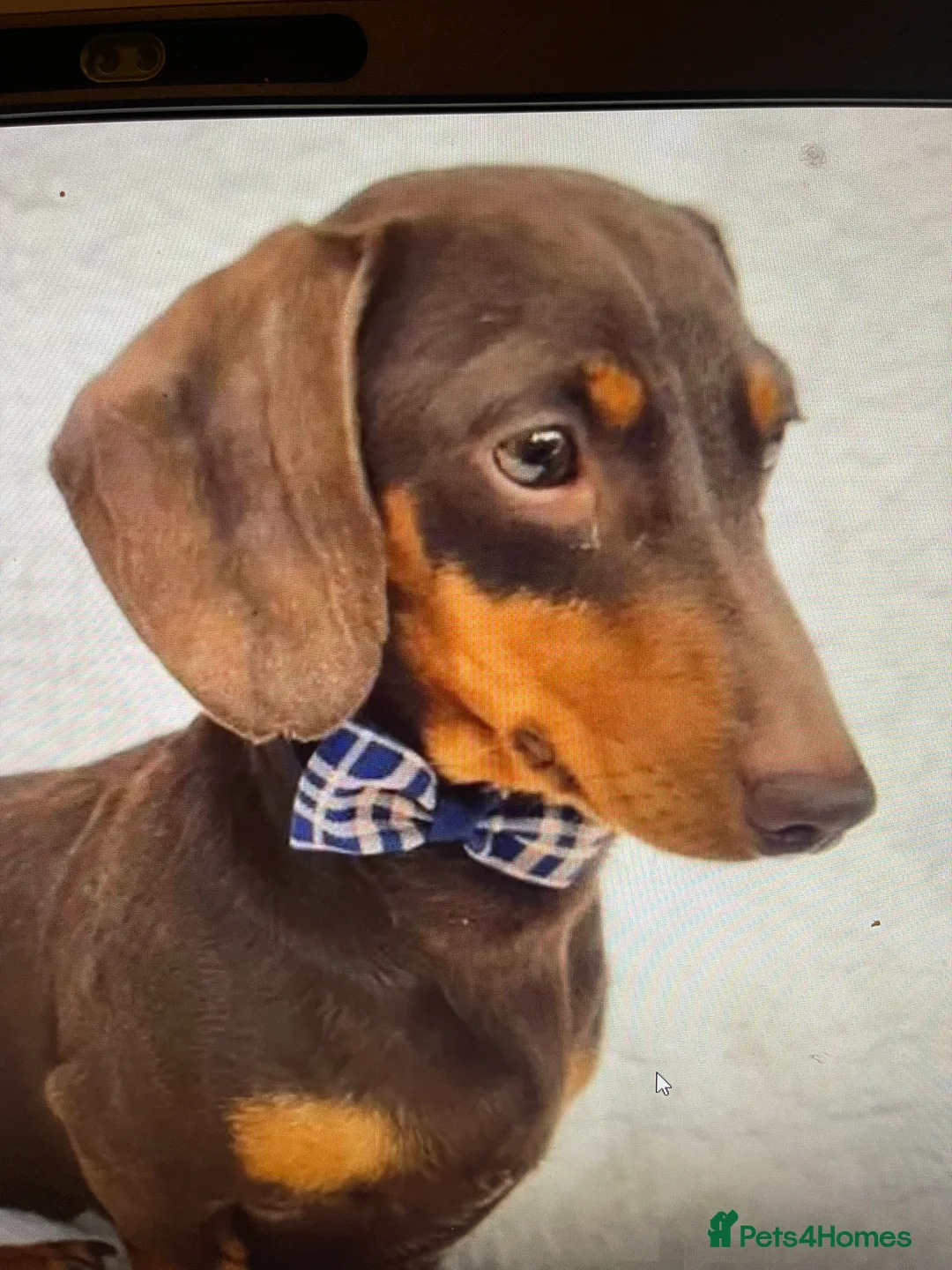 Miniature Dachshund dogs for sale: Stunning tiny KC Miniature Dachshunds - Advert 10