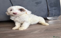 Cockapoo dogs for sale: Cockapoo puppies - Image 3