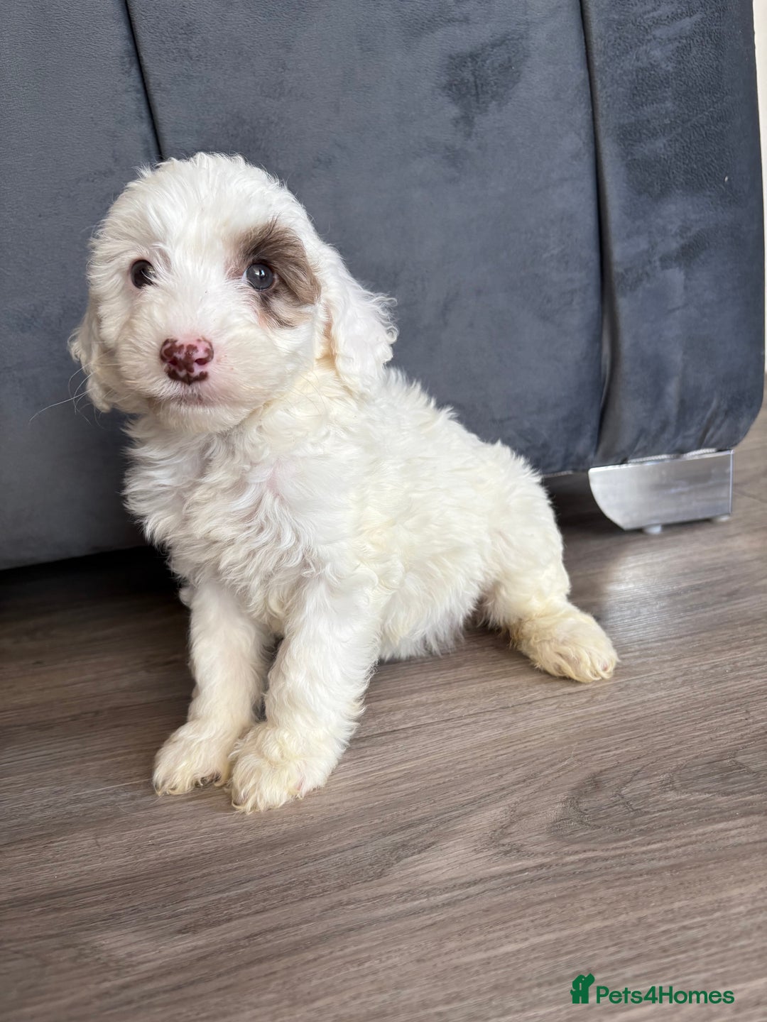 Cockapoo dogs for sale: Cockapoo puppies - Image 3