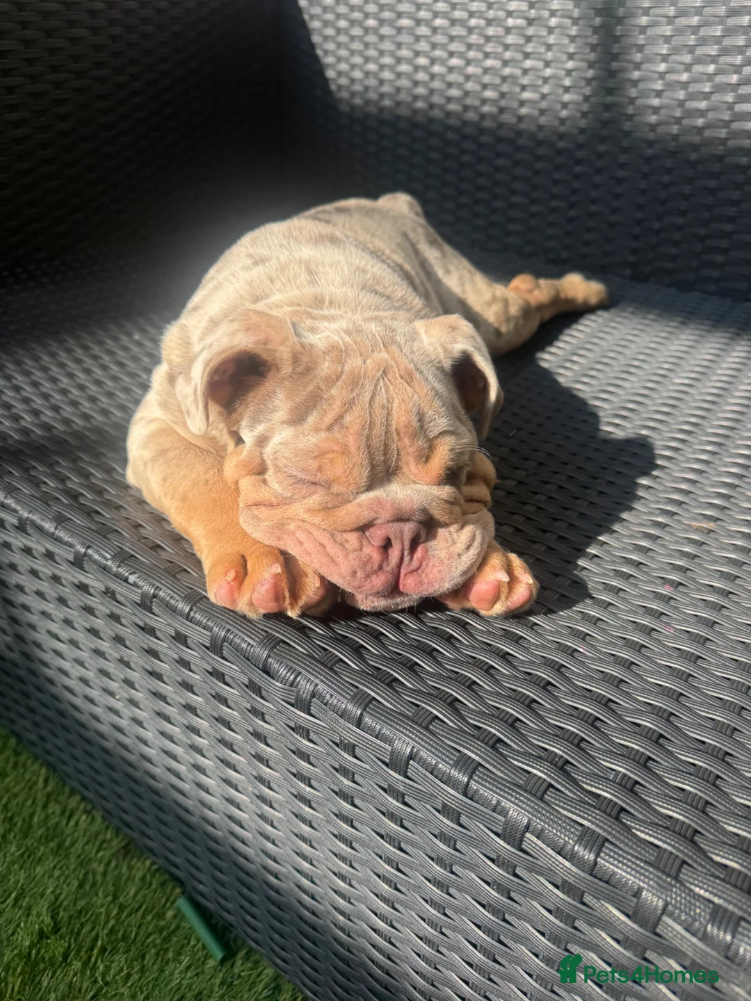 English Bulldog dogs for sale: Beautiful English Bulldog Puppy mabel  - Advert 2