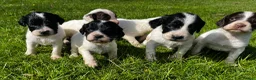 English Springer Spaniel dogs for sale: Superb litter of Springer Spaniel Pups - Advert 1