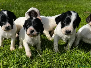 English Springer Spaniel dogs Superb litter of Springer Spaniel Pups - Advert 11