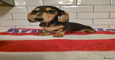 Miniature Dachshund dogs in South Shields - Advert 6