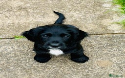 Cocker Spaniel dogs for sale:  (LAST 1) 2beautiful cocker spaniels left out of 7 - Image 11