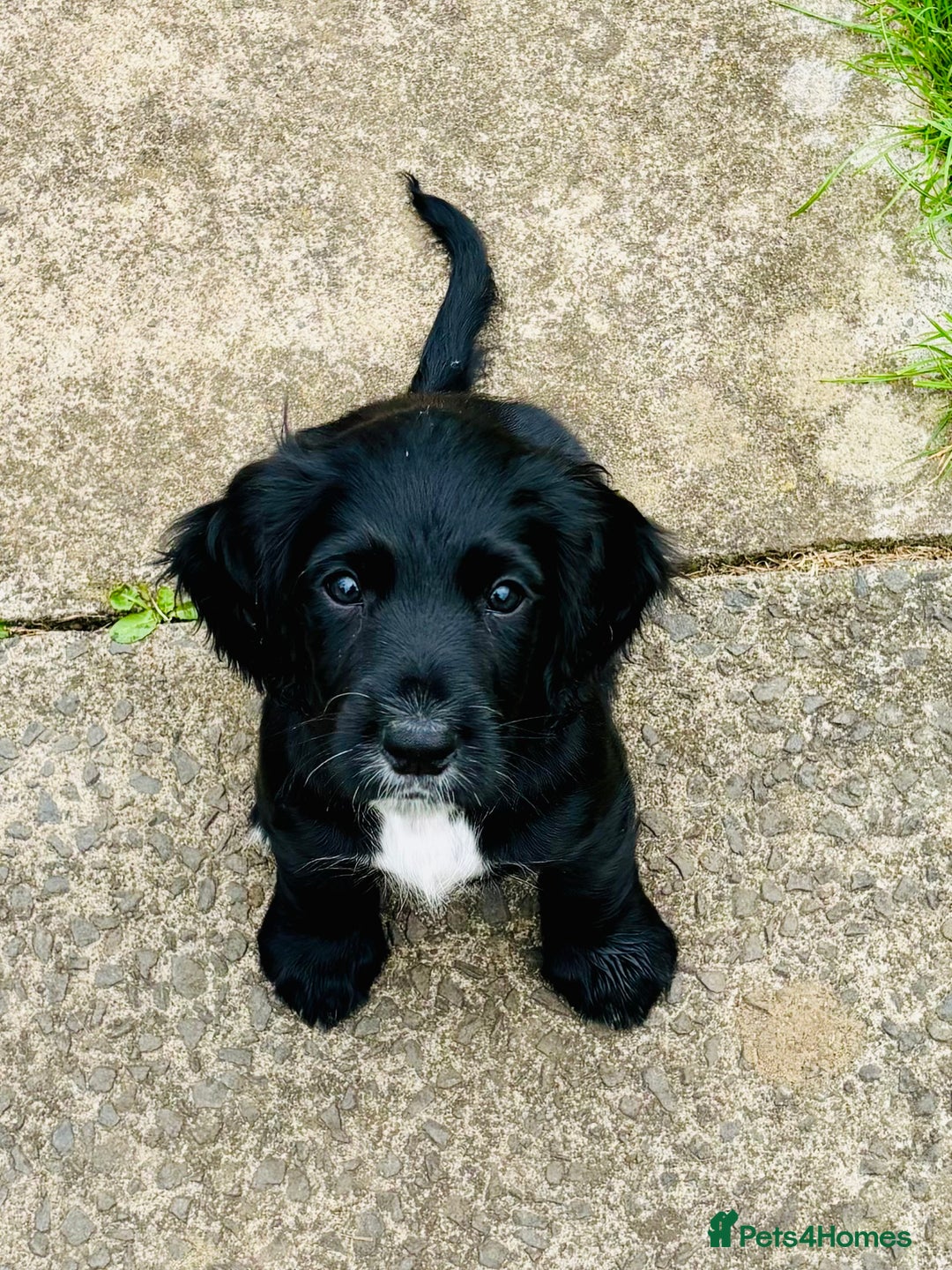 Cocker Spaniel dogs for sale:  (LAST 1) 2beautiful cocker spaniels left out of 7 - Image 11