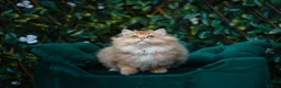 British Longhair cats for sale: VET BRED HEALTH TESTED GCCF KITTENS NOW + WAITLIST - Advert 21