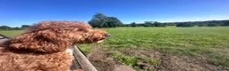 Cockapoo dogs for stud: Proven Cockapoo Stud – 23 Puppies Sired in Solihull - Advert 10