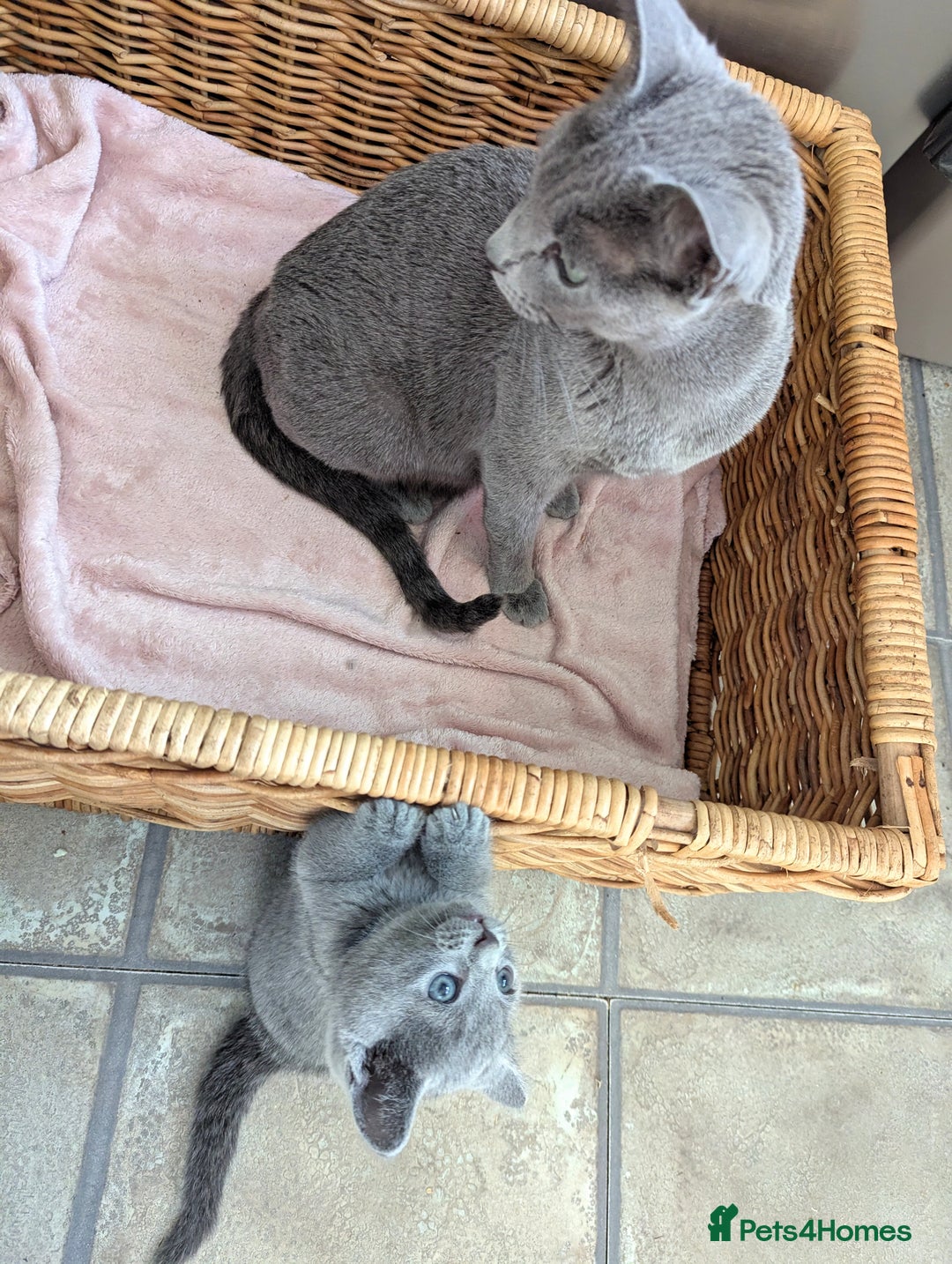 Russian Blue cats for sale: TICA Registered kittens  - Advert 9