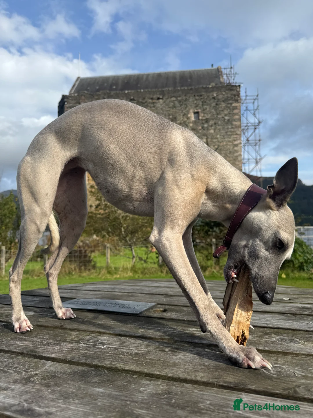 Whippet dogs for sale: KC Reg Rare Blue/Fawn whippets - Advert 2