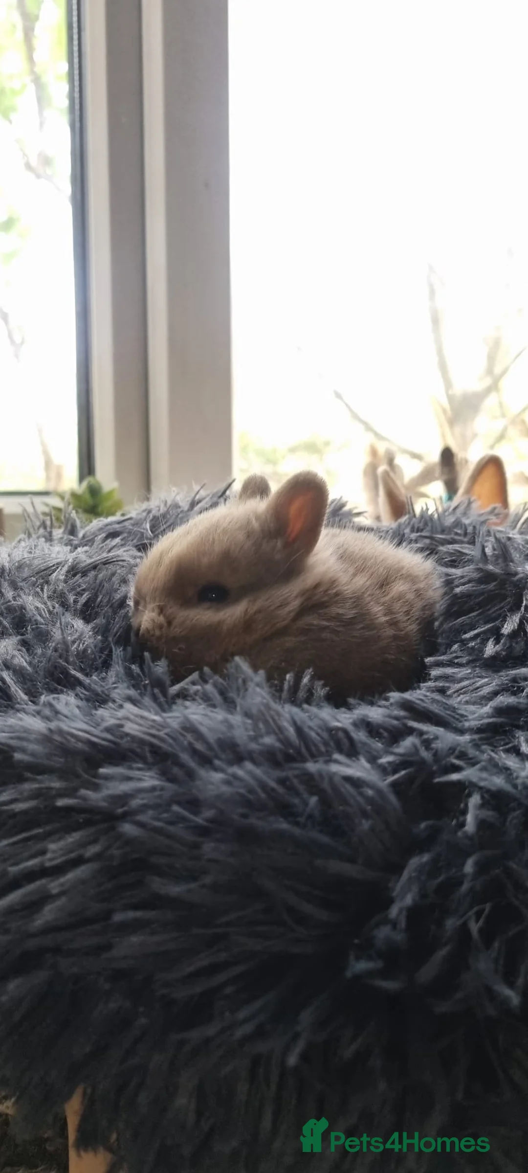 Netherland Dwarf rabbits for sale: Adorable pure bred Netherland Dwarf bunnies  - Advert 16
