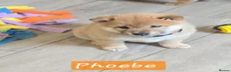 Japanese Shiba Inu dogs for sale: Stunning little Shibas - Advert 21