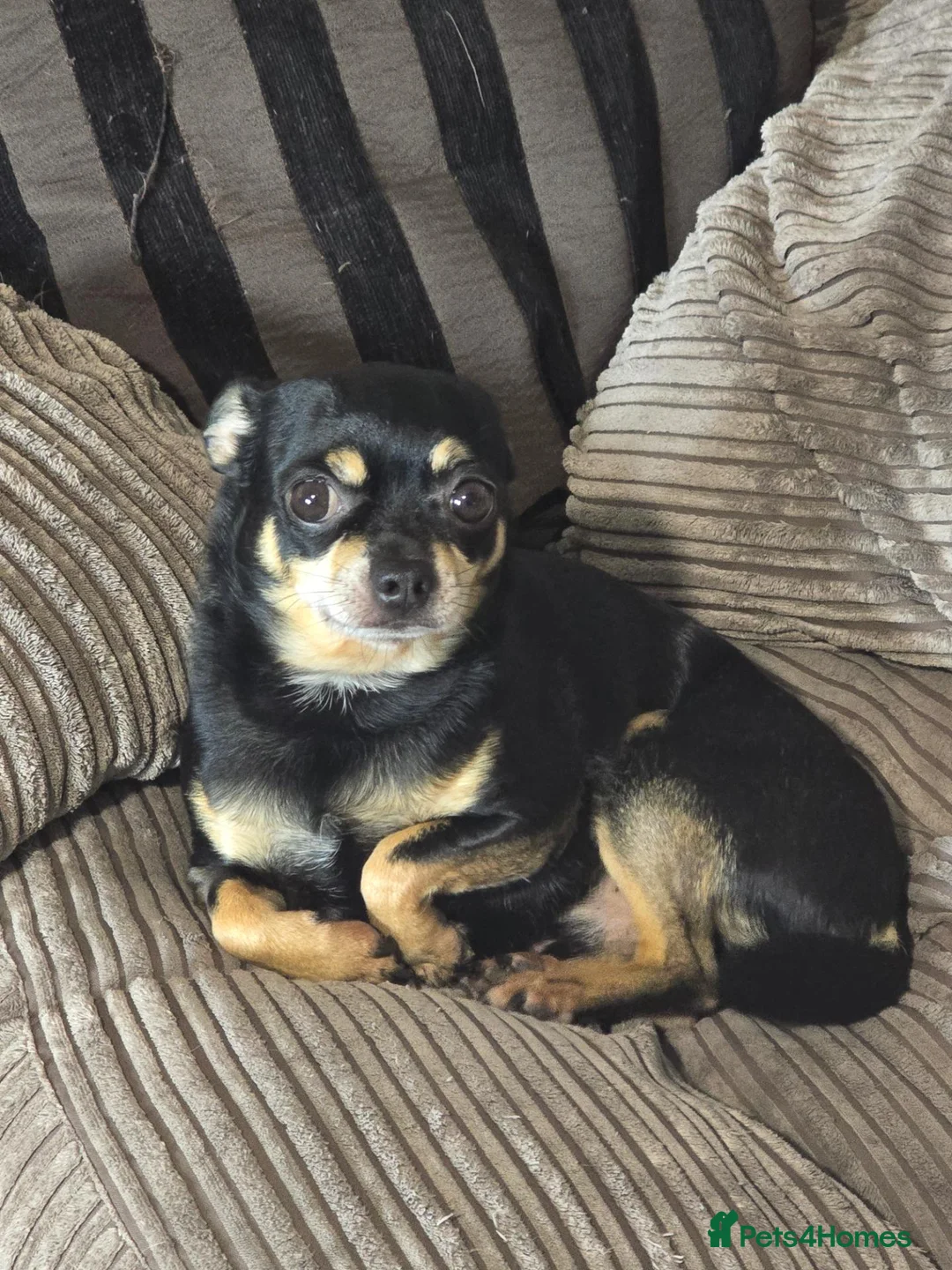 Chihuahua dogs for sale: Beautiful Applehead Chihuuas - Advert 2