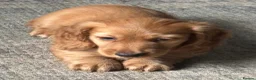 Miniature Dachshund dogs for sale: X3 Long haired beautiful, mini dachshunds 🏡 - Advert 17