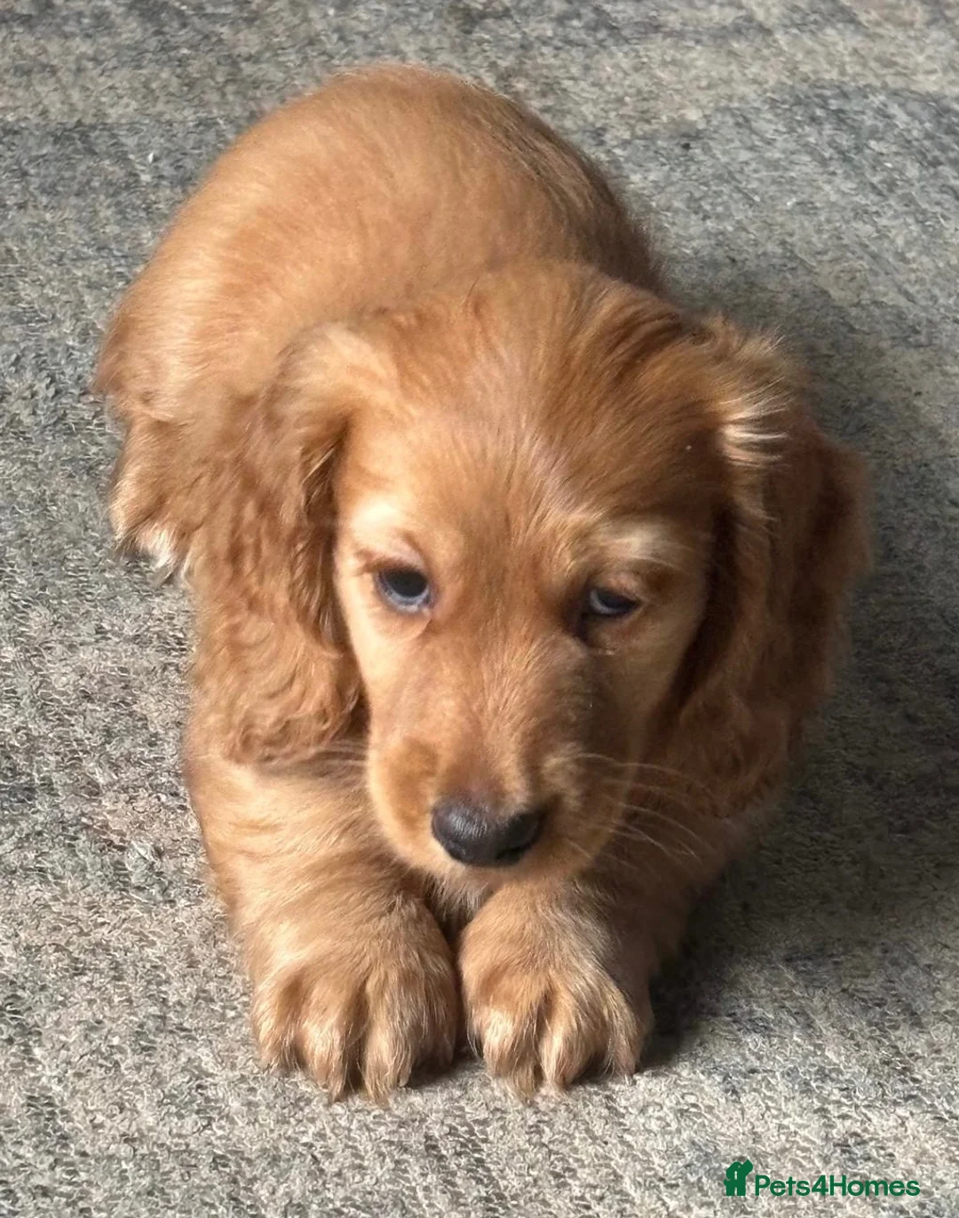 Miniature Dachshund dogs for sale: X3 Long haired beautiful, mini dachshunds 🏡 - Advert 17