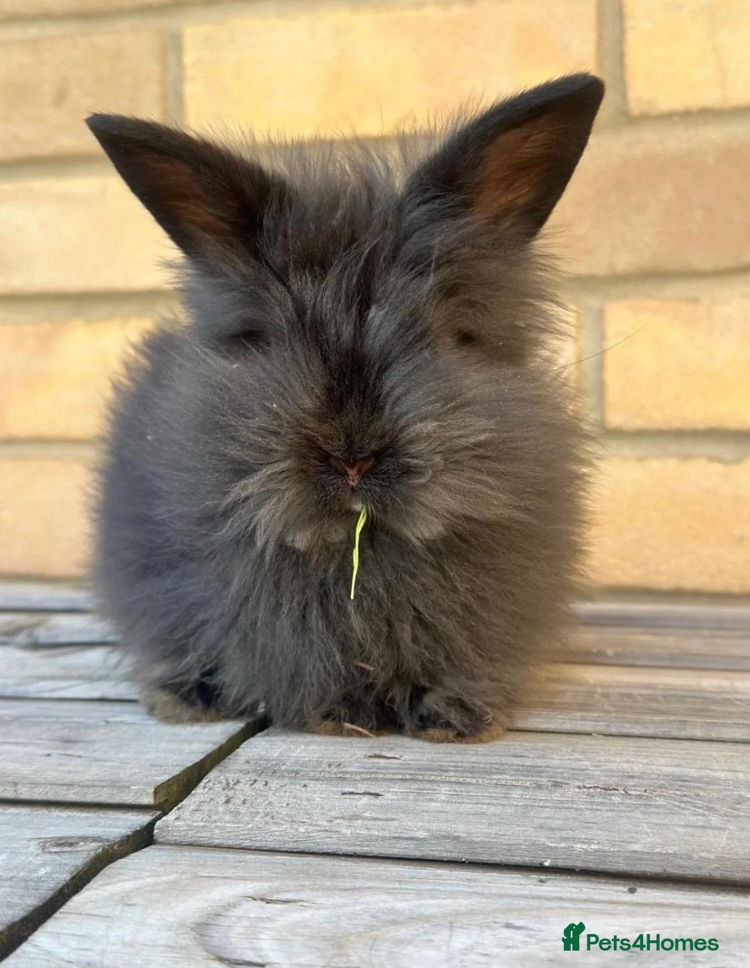 Angora rabbits for sale: 🐰 Beautiful Lionhead × English Angora Female  🐰 - Advert 2