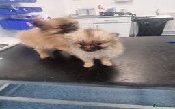 Pomeranian dogs for sale: ** Pomeraniums  - Image 36