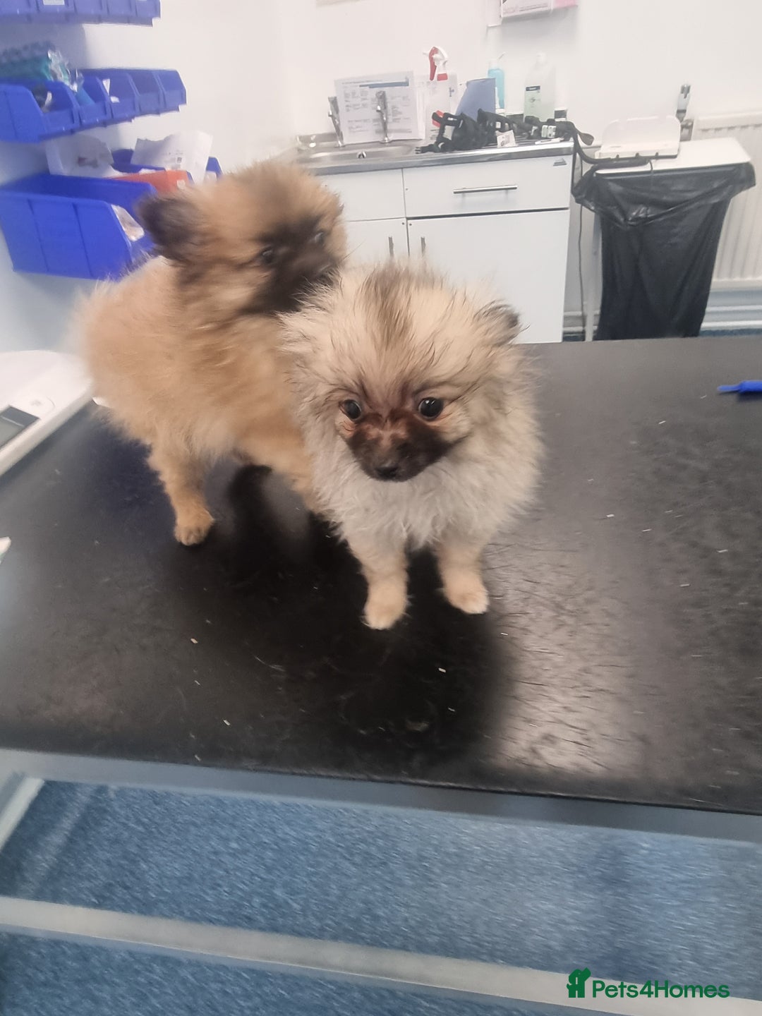 Pomeranian dogs for sale: ** Pomeraniums  - Image 36