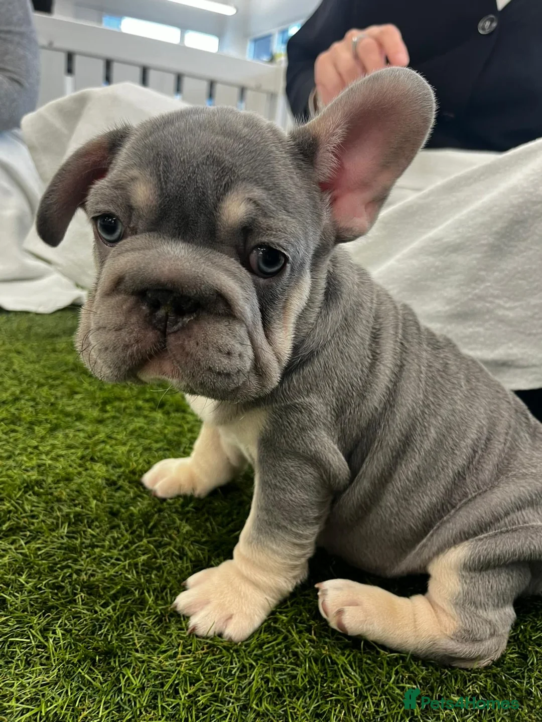 French Bulldog dogs for stud: SERANI LILAC AND TAN FOR STUD  - Advert 26