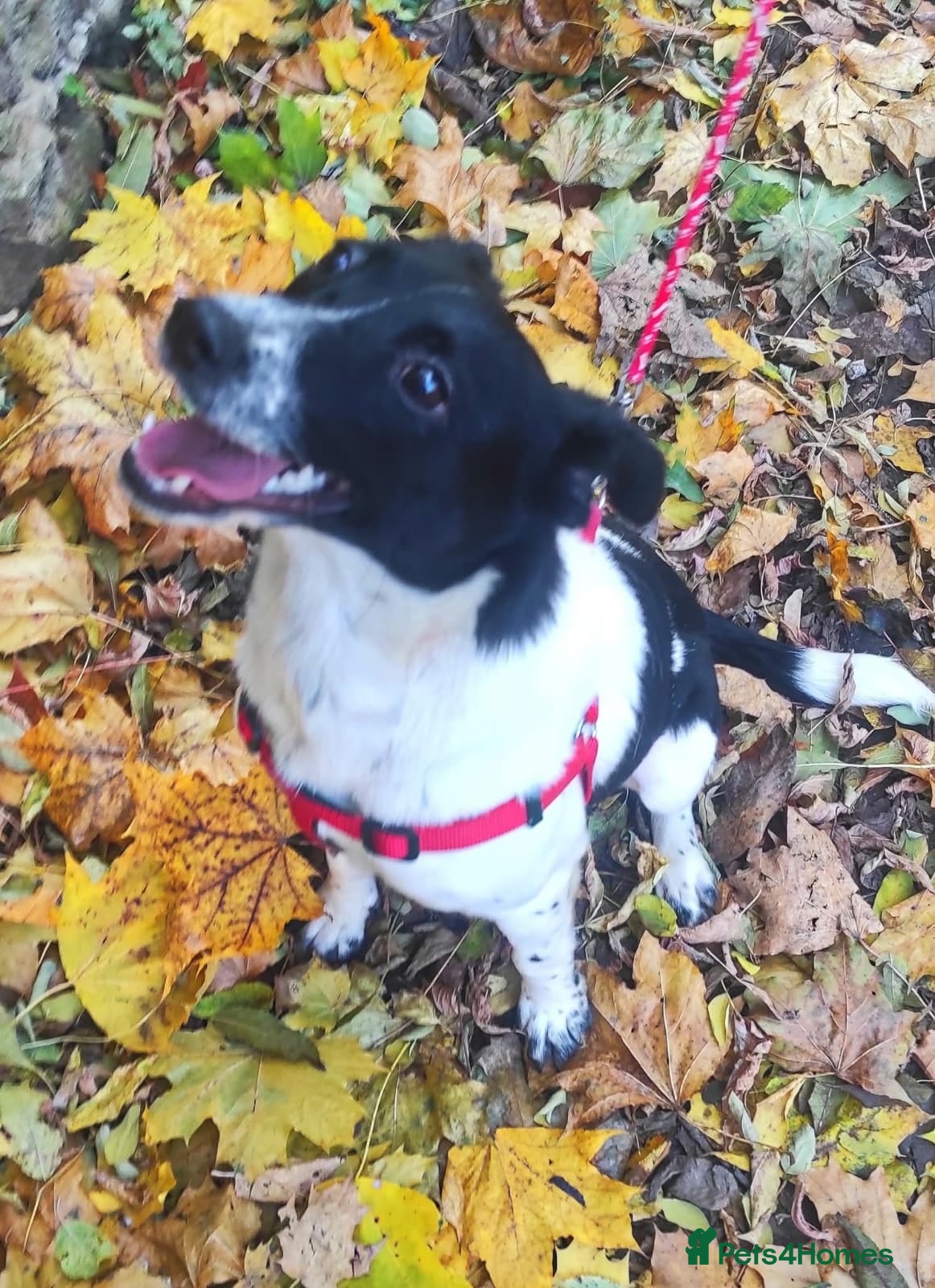 Mixed Breed dogs ❤️MATILDA❤️ 10 months, low medium below the knee) - Advert 1