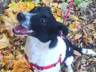 Mixed Breed dogs ❤️MATILDA❤️ 10 months, low medium below the knee) - Advert 1