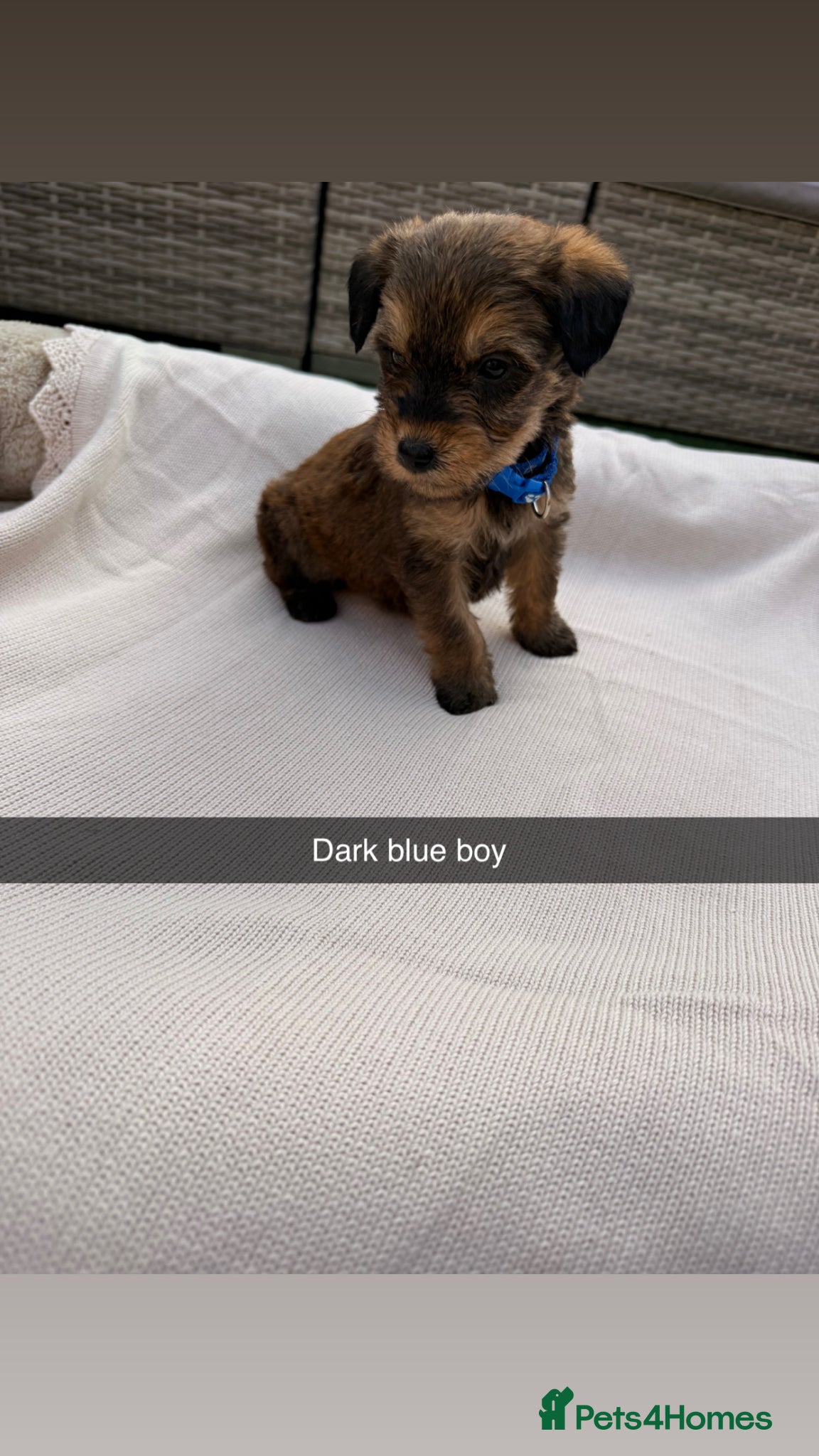 Mixed Breed dogs for sale: Whoodle puppies  - Advert 16