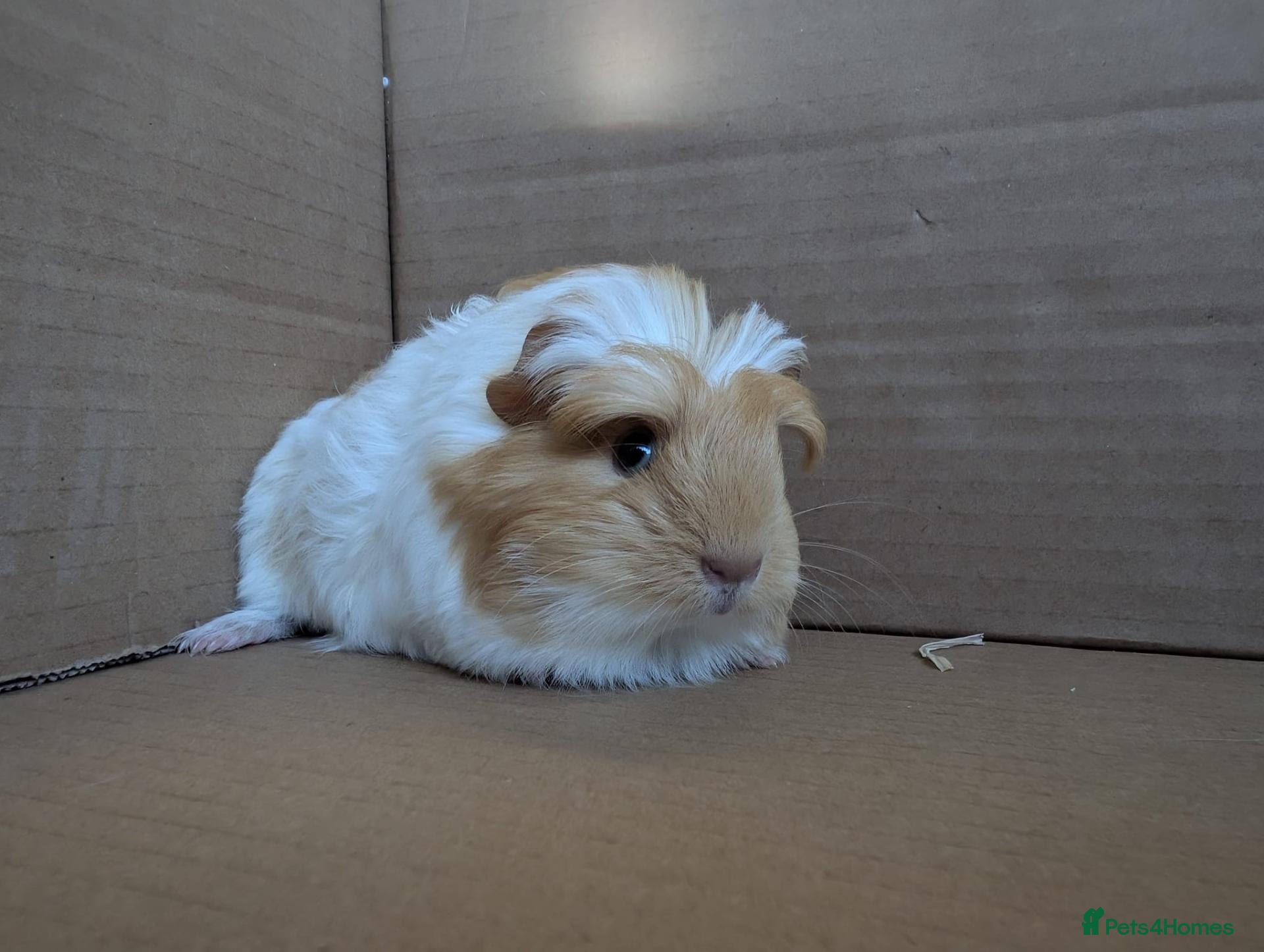 Guinea Pig rodents 2 female guinea pigs - Advert 1