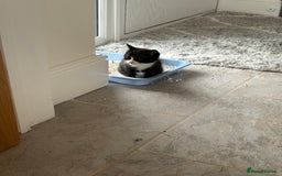 Mixed Breed cats for sale: Gorgeous little boy  - Image 2