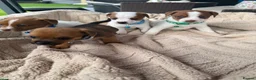 Jack Russell dogs for sale: stunning Jackrussel puppies - Advert 11