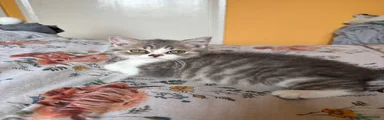 British Shorthair 2