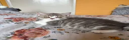 British Shorthair cats for sale: GCCF registered British Shorthair Kittens - Advert 3