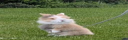 Mixed Breed rabbits for sale: Cute rabbits - Advert 1