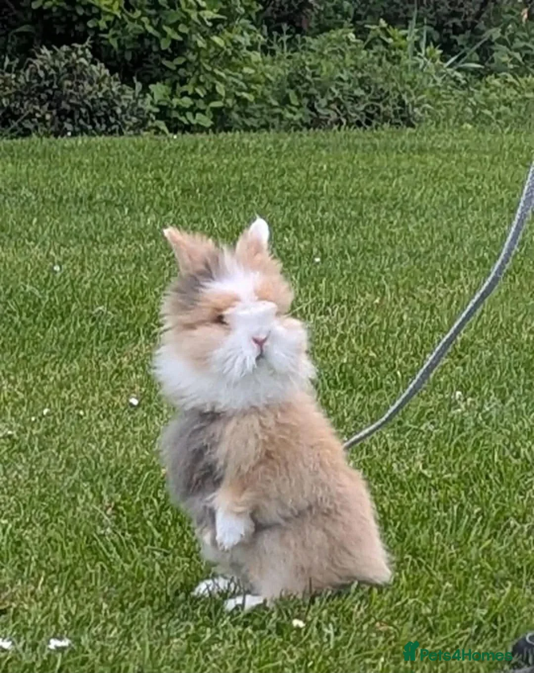 Mixed Breed rabbits for sale: Cute rabbits - Advert 1