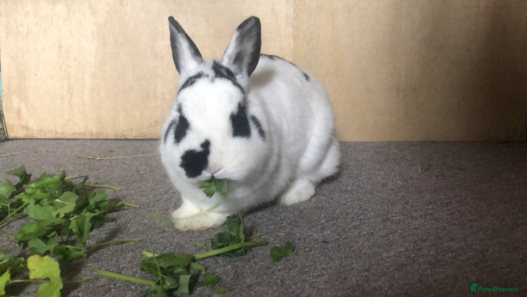 Mixed Breed rabbits for sale: Choco & Eclipse - Advert 4
