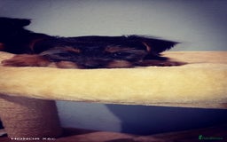 Yorkshire Terrier dogs for sale: Sweet Yorkshire Terriers — Ready to Snuggle! - Advert 3