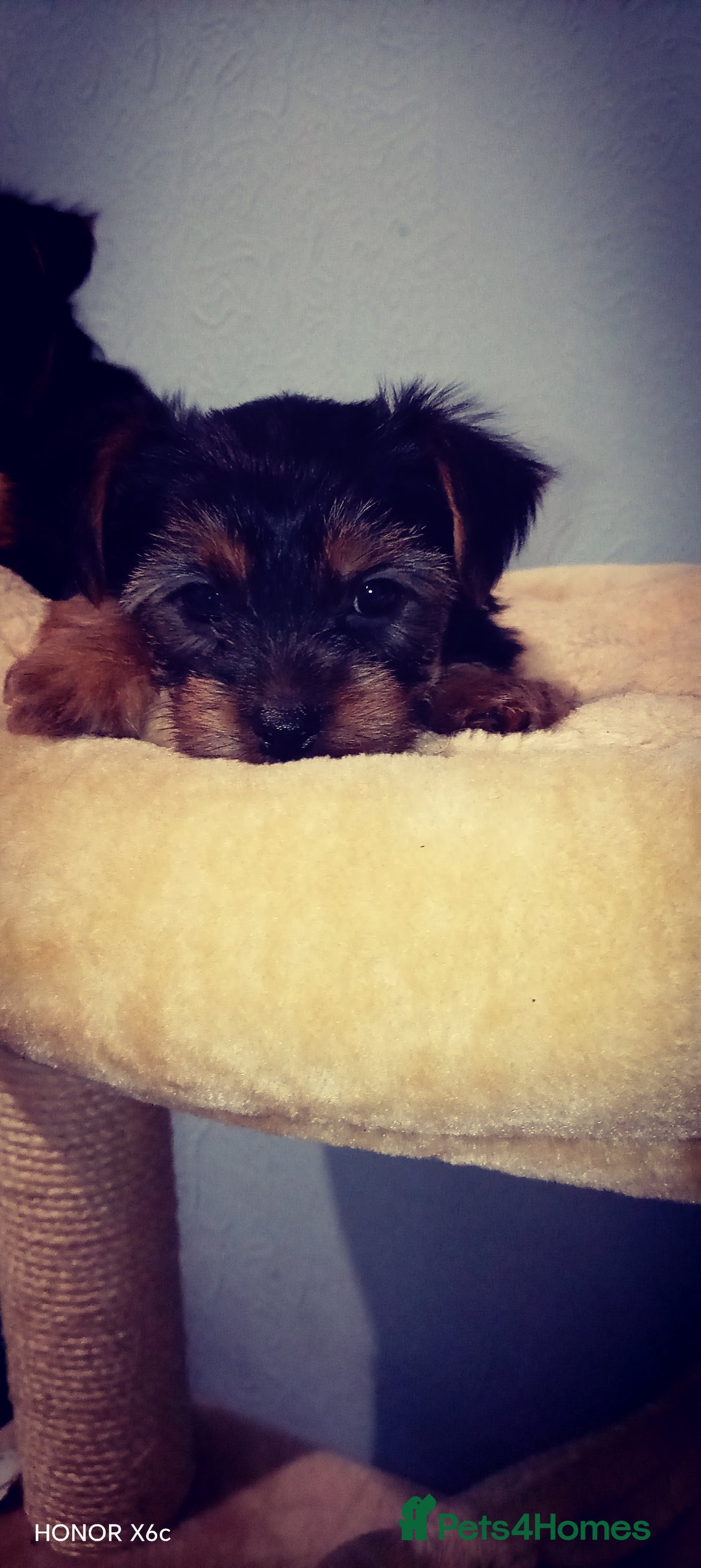 Yorkshire Terrier dogs for sale: Sweet Yorkshire Terriers — Ready to Snuggle! - Advert 3