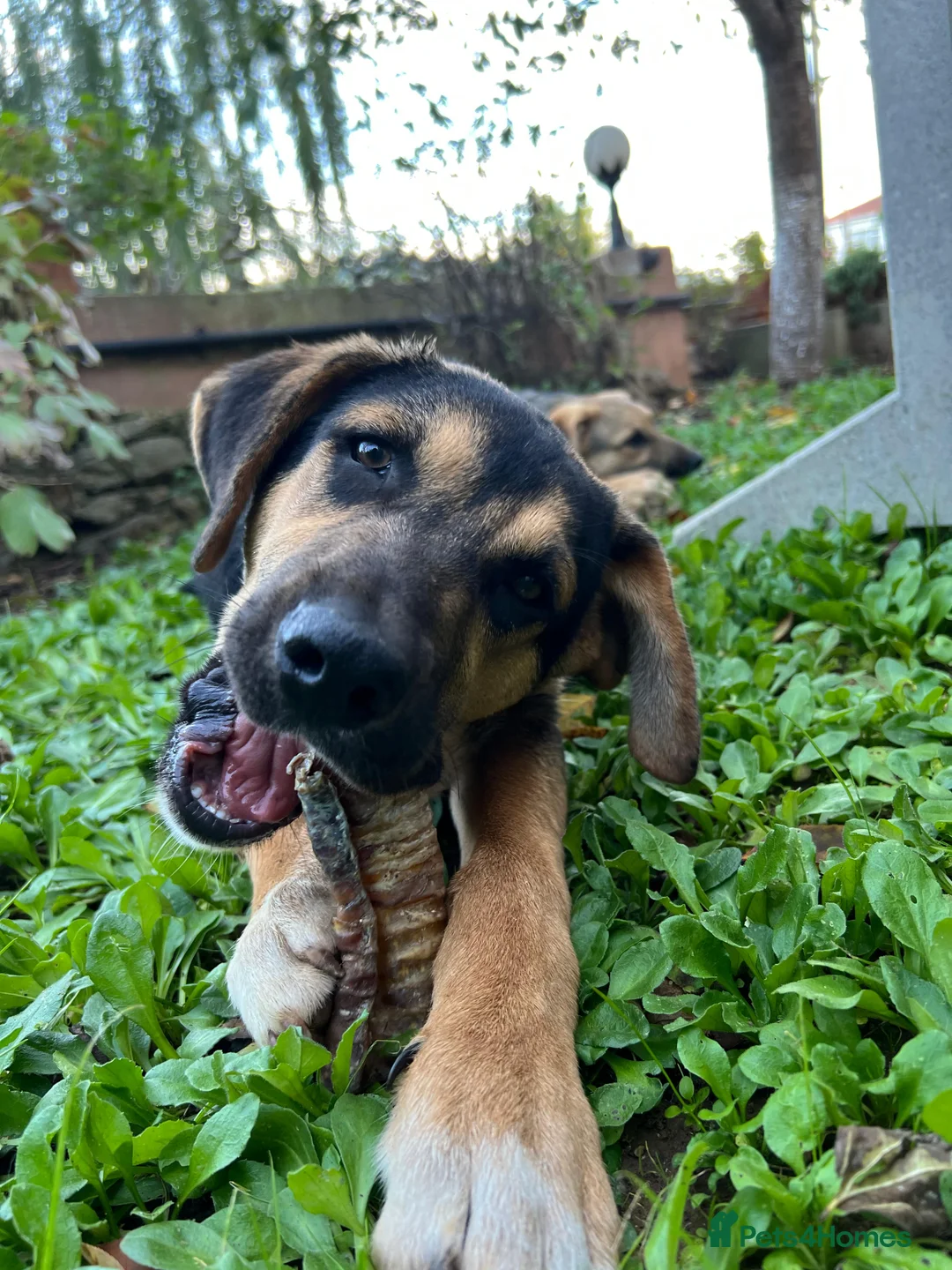 Australian Shepherd dogs for adoption: 6.5 months old Anatolian Shepherd ready to adopt! - Advert 5