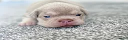 French Bulldog dogs for sale: RARE FLUFFY FRENCHIE PUPPIES!! - Advert 12