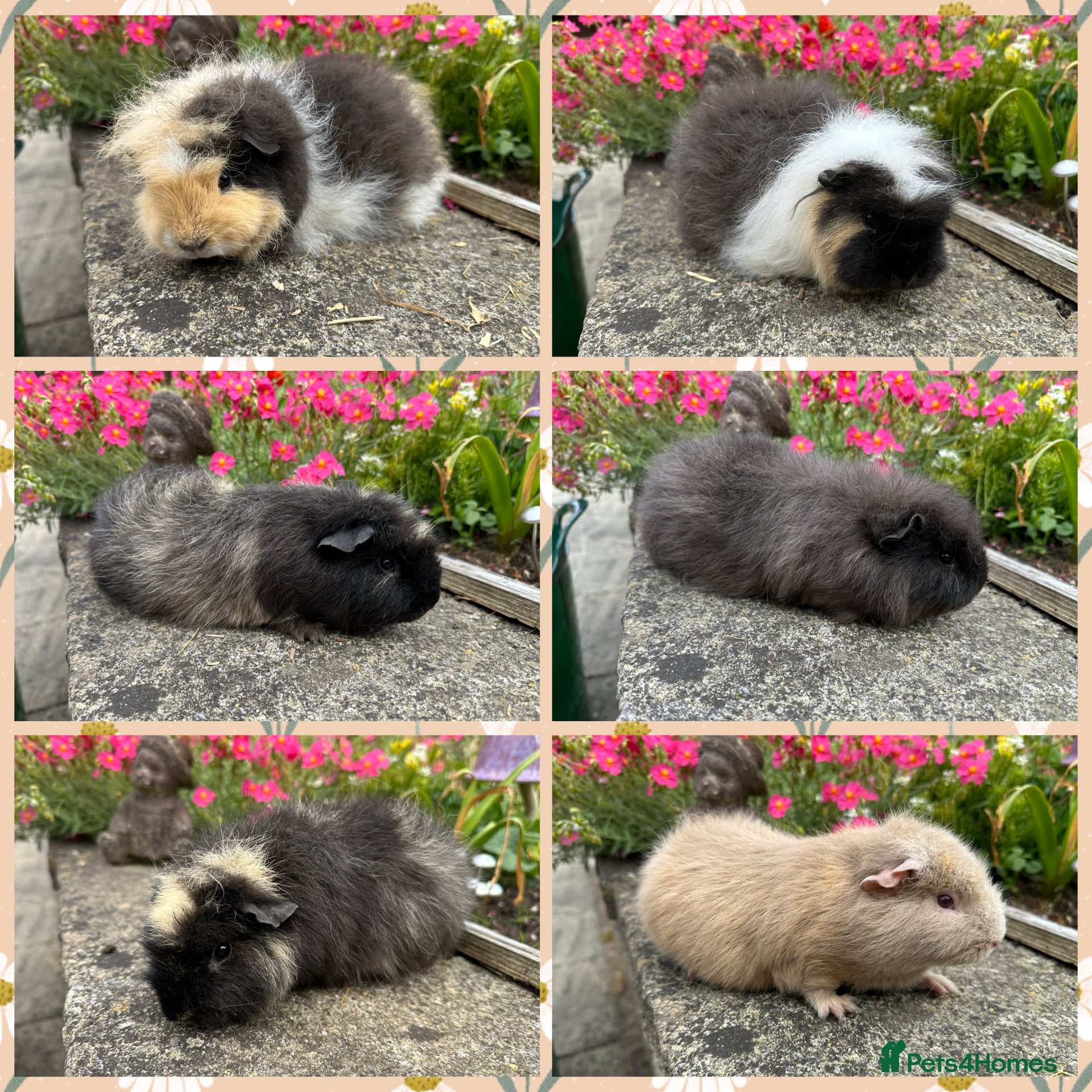 Guinea Pig rodents Beautiful Swiss sows (female)  - Advert 1