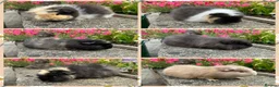 Guinea Pig rodents for sale: Beautiful Swiss sows (female)  - Advert 1