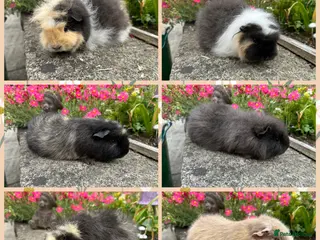 Guinea Pig rodents for sale: Beautiful Swiss sows (female) - Advert 3