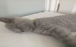 British Shorthair cats for sale: BRITISH SHORT HAIR KITTENS  in Gloucester - Image 13