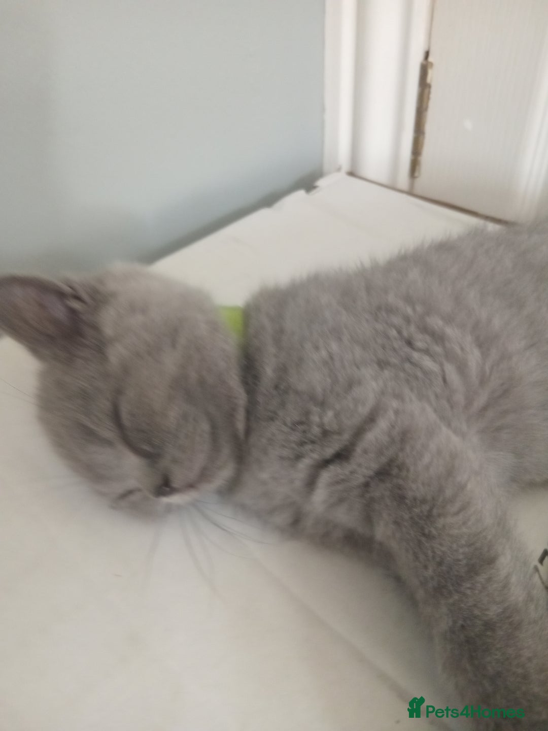 British Shorthair cats for sale: BRITISH SHORT HAIR KITTENS  in Gloucester - Image 13
