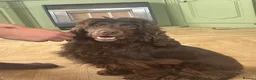 Cocker Spaniel dogs for sale: Beautiful kc reg cocker spaniel - Advert 1