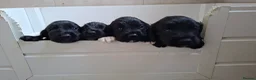 Cocker Spaniel dogs for sale: Cocker spaniel puppies  - Advert 8