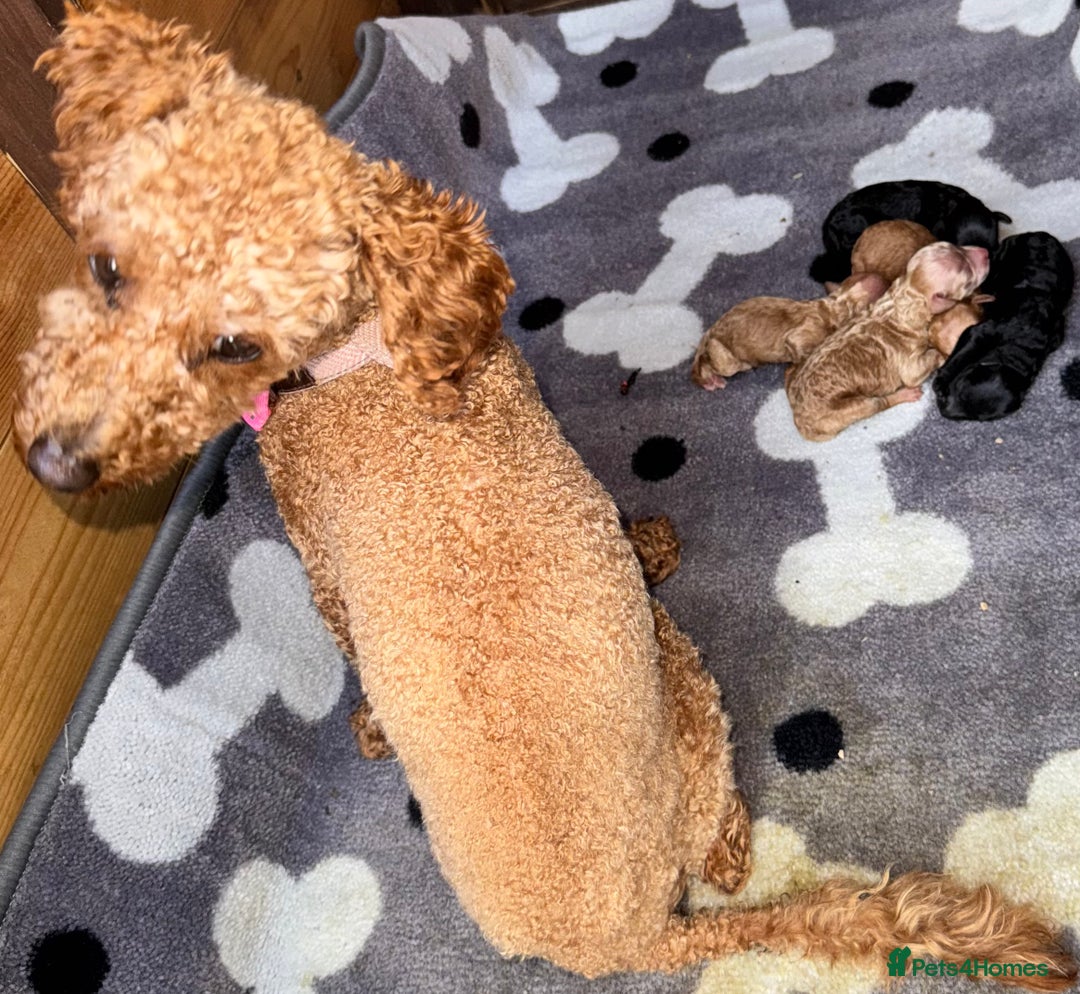 Toy Poodle dogs for sale: Rare parti/phantom/silver Kc Toy Poodle Puppies - Image 4
