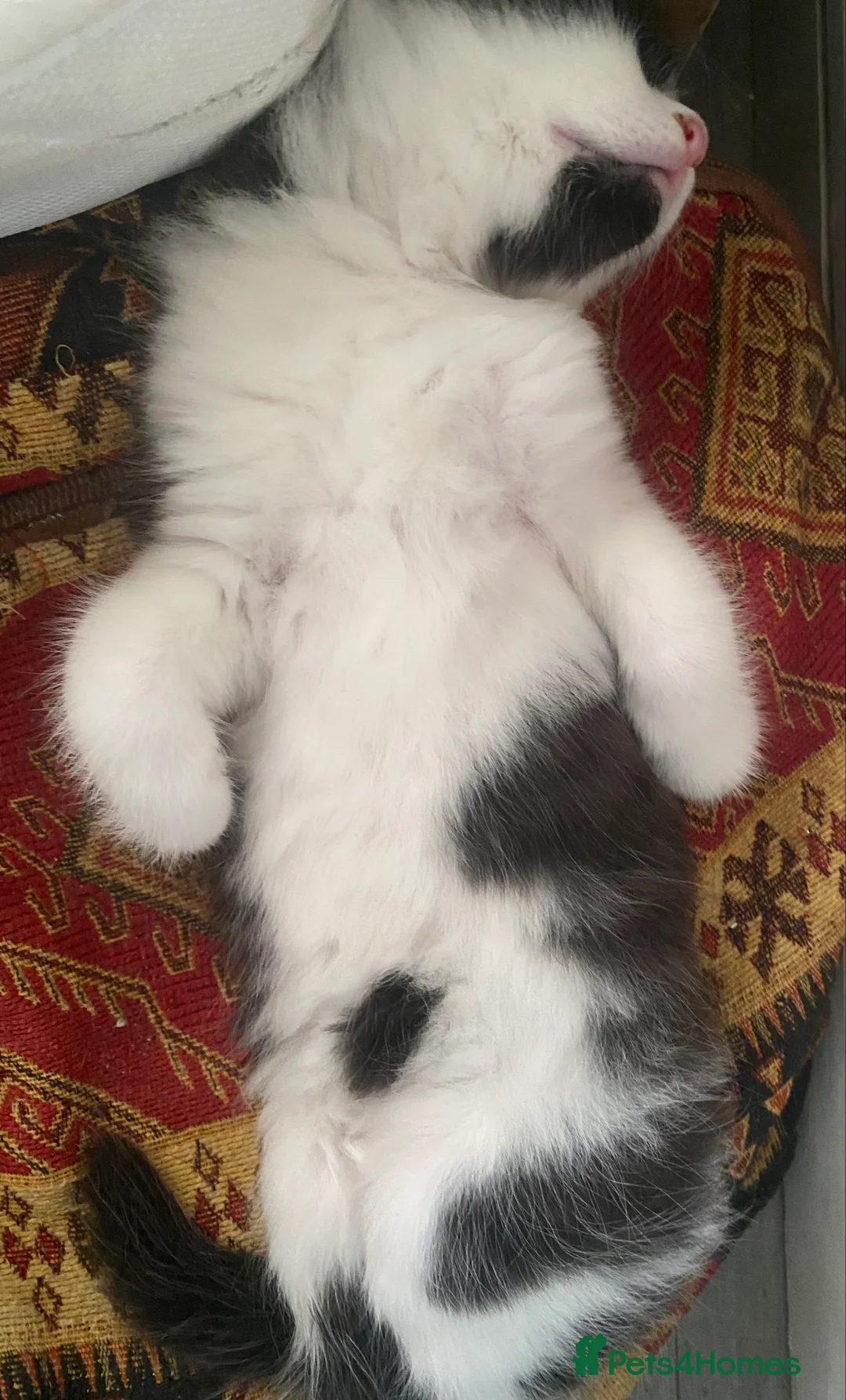 Mixed Breed cats for sale: 6 tuxedo kittens looking for a home (some fluffy!) in London - Advert 2