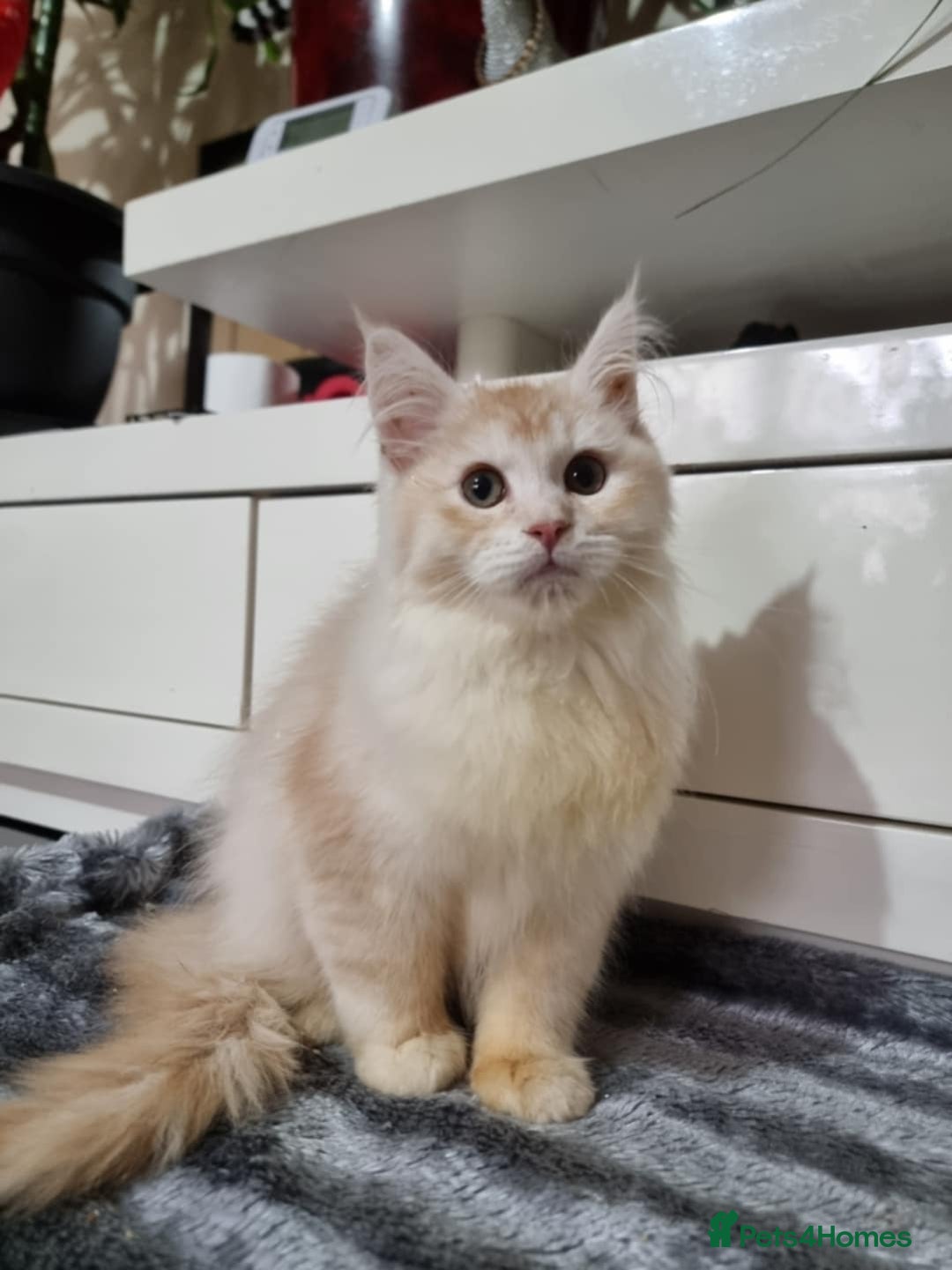 Maine Coon cats for sale: Beautiful Maine Coon Kittens - Advert 6