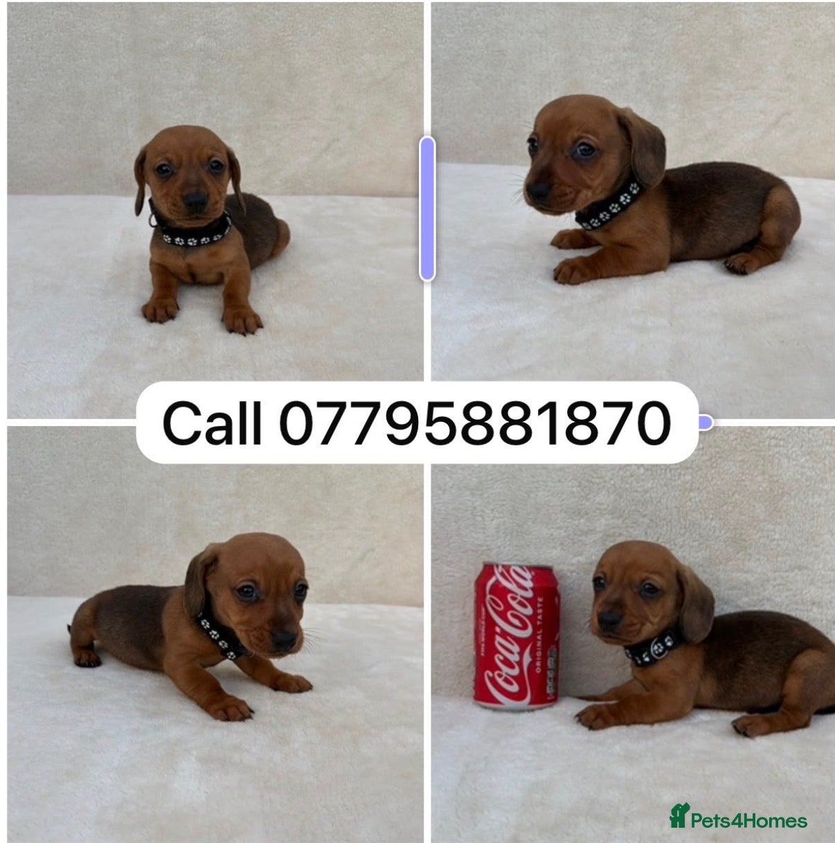Miniature Dachshund dogs Dachshund puppies 1 Boy left black collor  - Advert 1