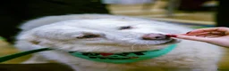 Mixed Breed dogs for adoption: Rosie - Norwich Norfolk  in Norwich - Advert 15